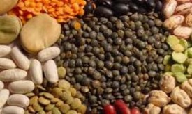 16/12/16 L'Afrique contribue pour 20%  la production mondiale de lgumineuses (responsable FAO) 